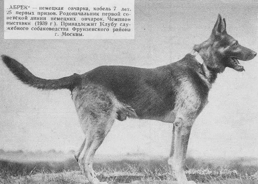 тот самый Абрек . Источник: https://www.pedigreedatabase.com/german_shepherd_dog/dog.html?id=692364-abrek-1931?_v=20200714224851