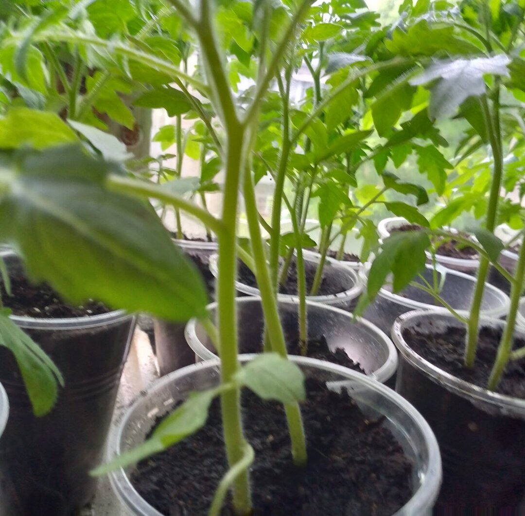 на какое время замачивают семена. намачивание семян перед посевом.