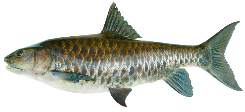 Neolissochilus hexagonolepis