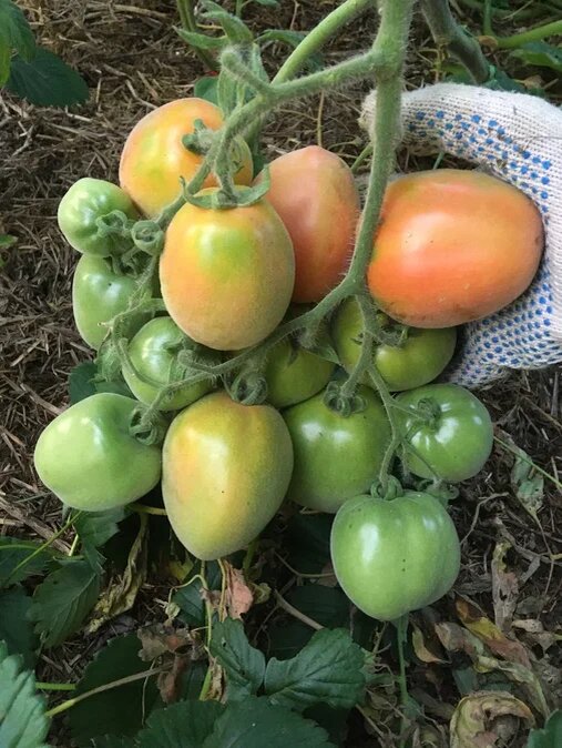 Мы все хотим урожайные, вкусные, полезные томаты. Томат Молодчина получился именно такой. Он еще долго хранится, из-за опушки похож в спелом виде на персик. 