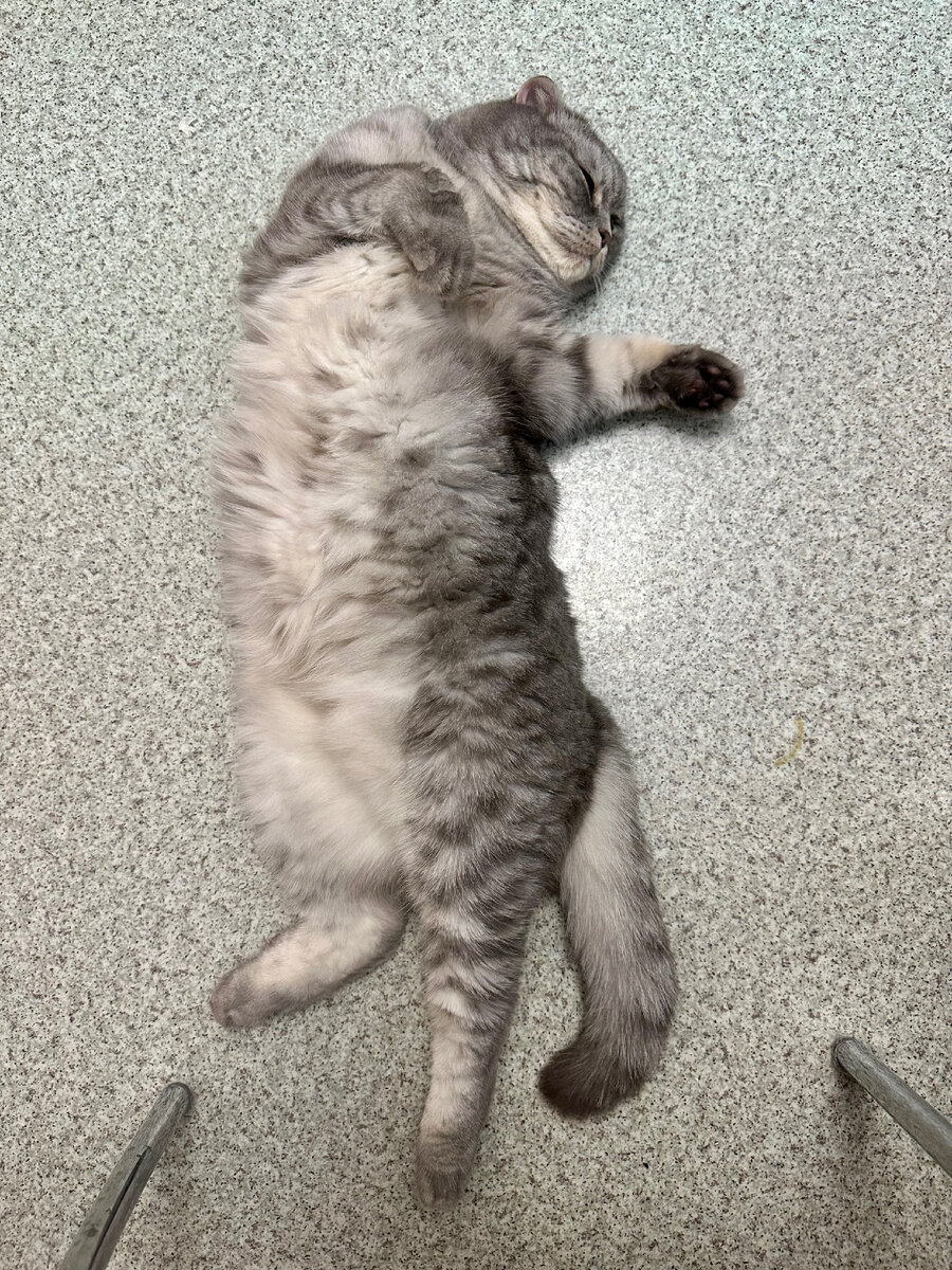 Кот Тимоша в субботний и будний день