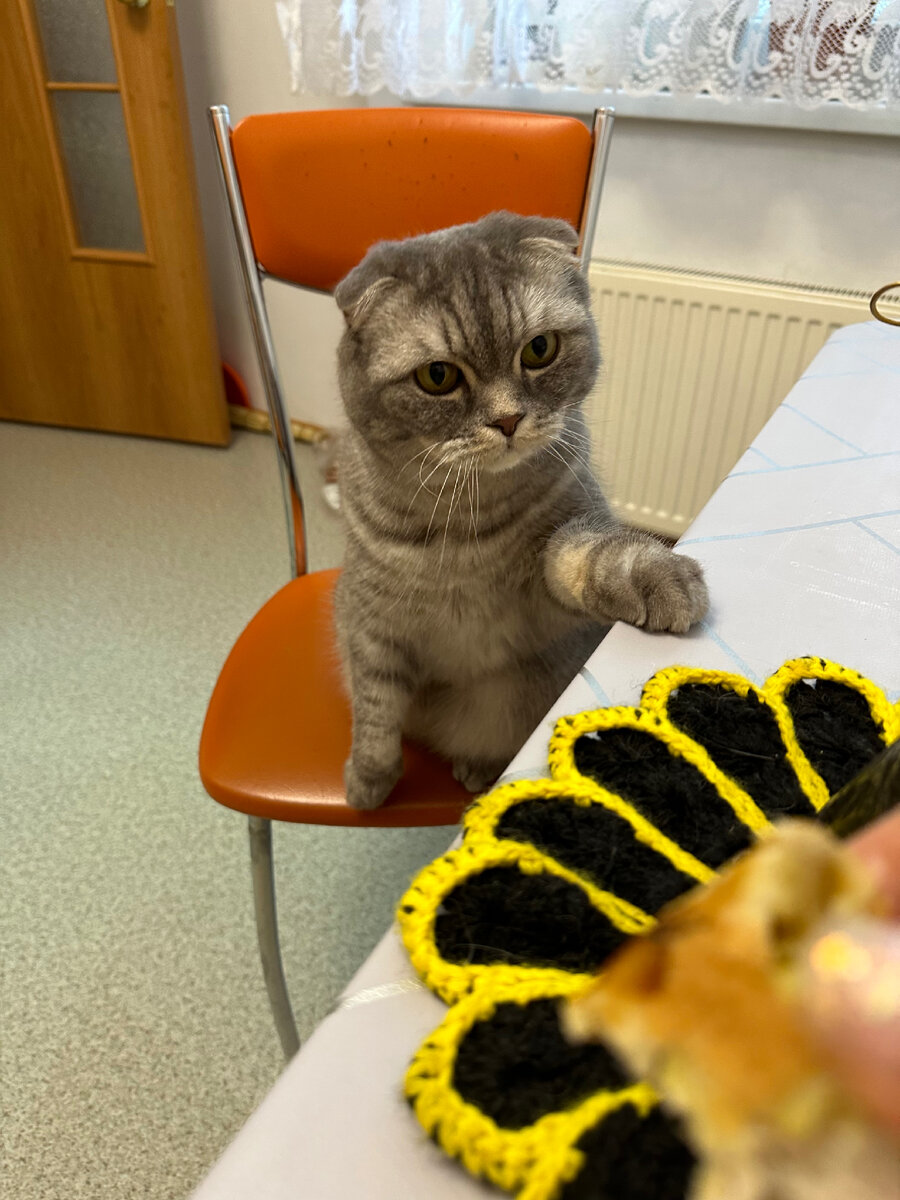 Кот Тимон на кухне