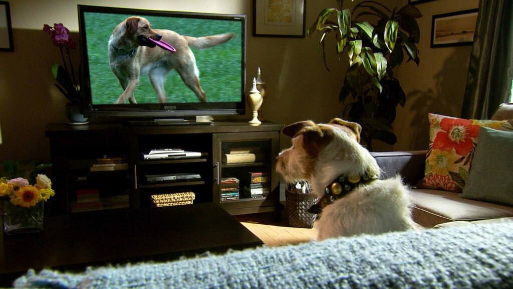Собака и телевизор. Собака перед телевизором. Собака смотрит телевизор. Кот перед телевизором.