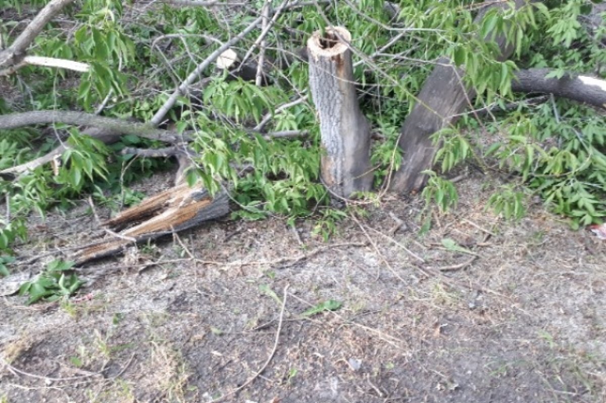    В Омске на ул. Крупской вырубят деревья, мешающие жилой застройке