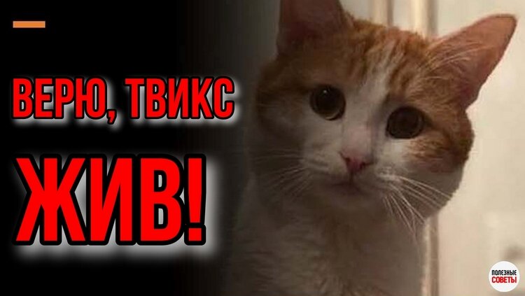 История с котом Твиксом взбудоражила всю страну.