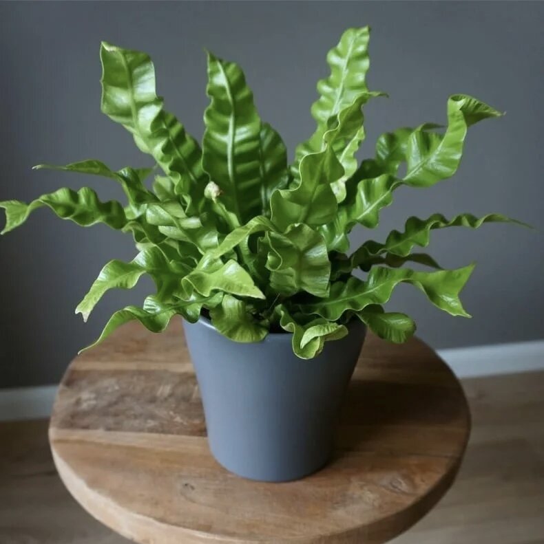 Суккуленты замиокулькас. Маранта экодизайн. Цветы у дома. Ампельный кактус рипсалис. Горшечные растения.