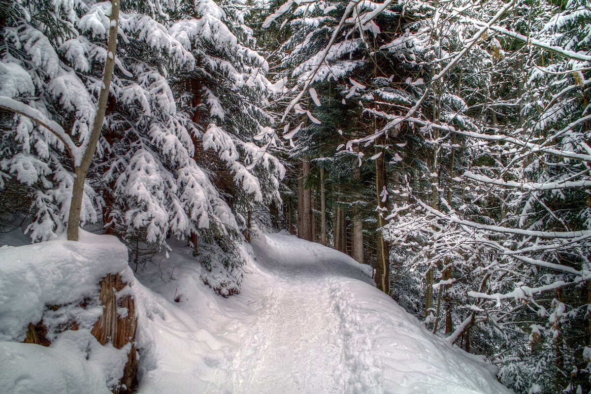 Яндекс. Картинки.