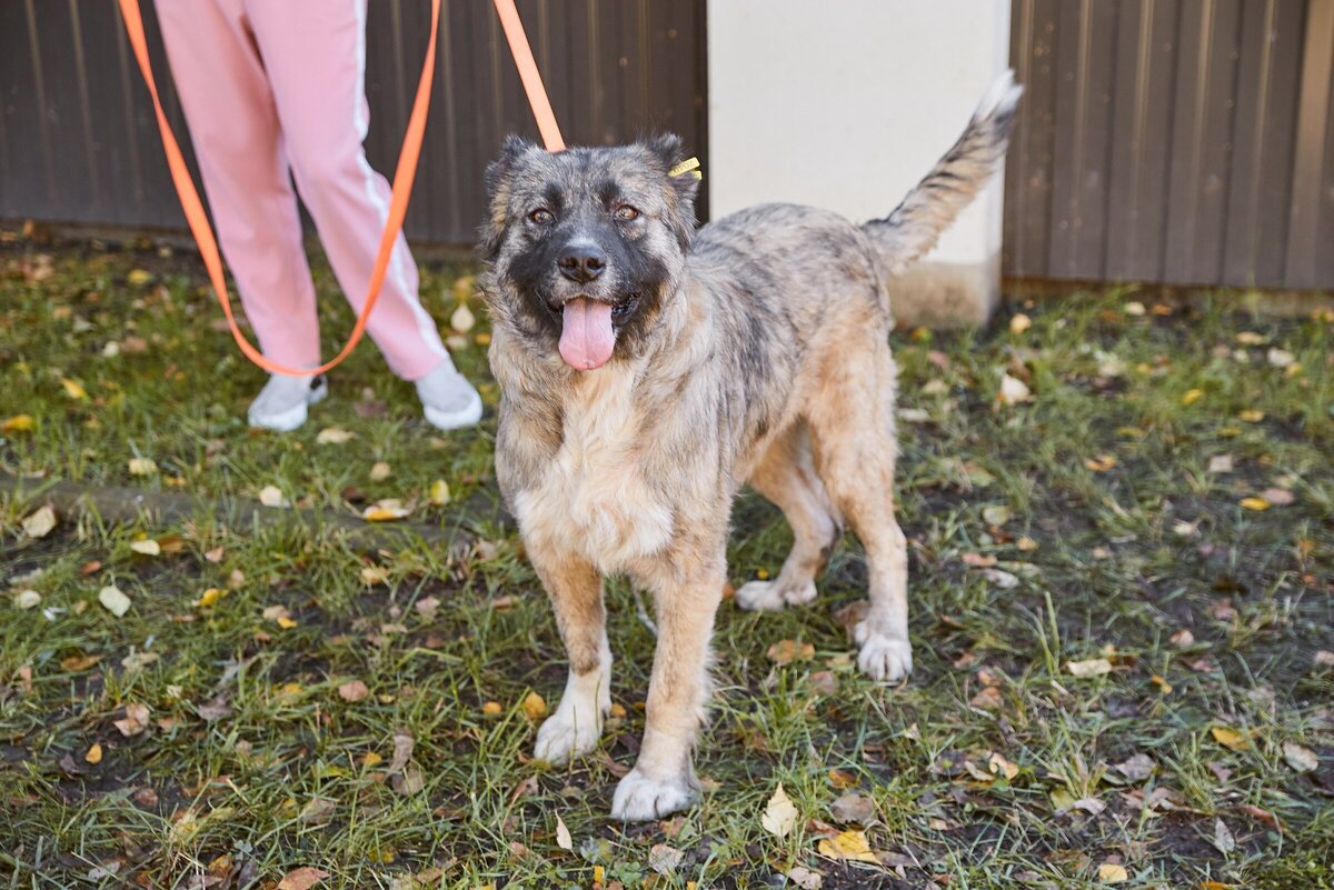 Люди и животные. Приют для собак. Человек обнимает собаку. Человек с животным. Человек отдает собаку.
