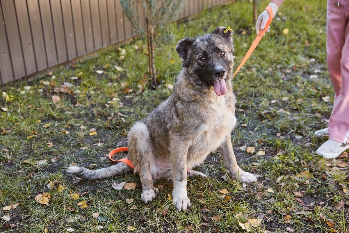 Домашние животные и человек. Собаки которые дражжат. Счастливая собака. Девочка с собакой. Какие собаки лучшие друзья.