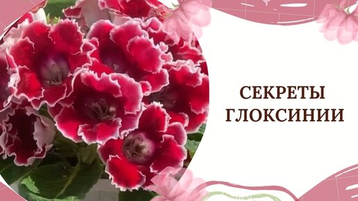 СЕКРЕТЫ ГЛОКСИНИИ🌸