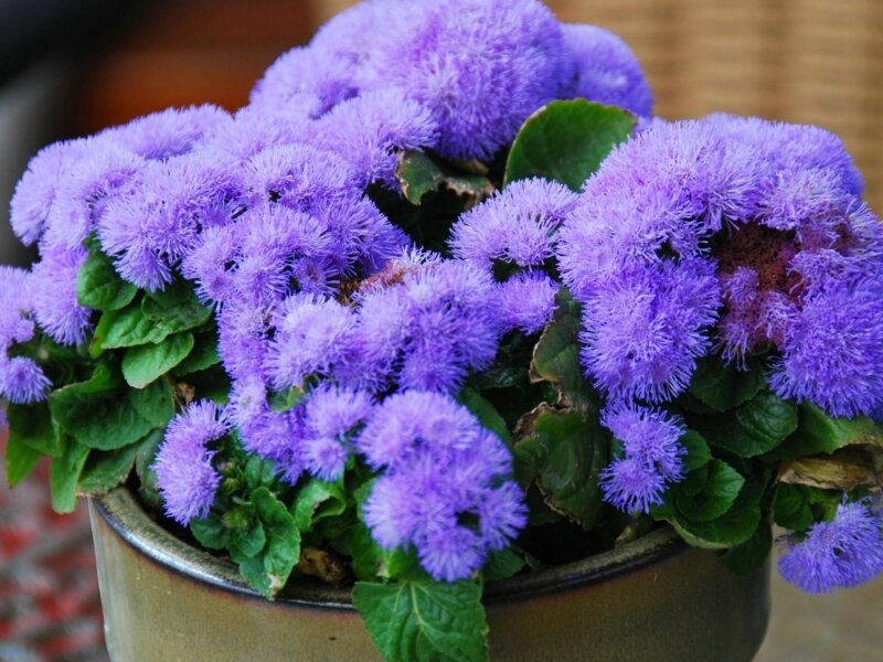 Изображение взято с сайта divo-dacha.ru