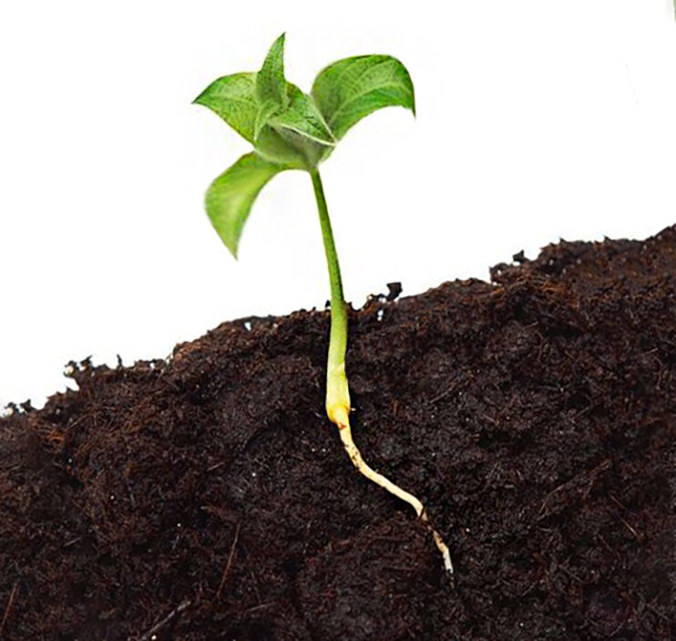 паттинсон росток рассады. всходы петунии. лук батун рассада. всходы фасоли. клевер ползучий всходы.