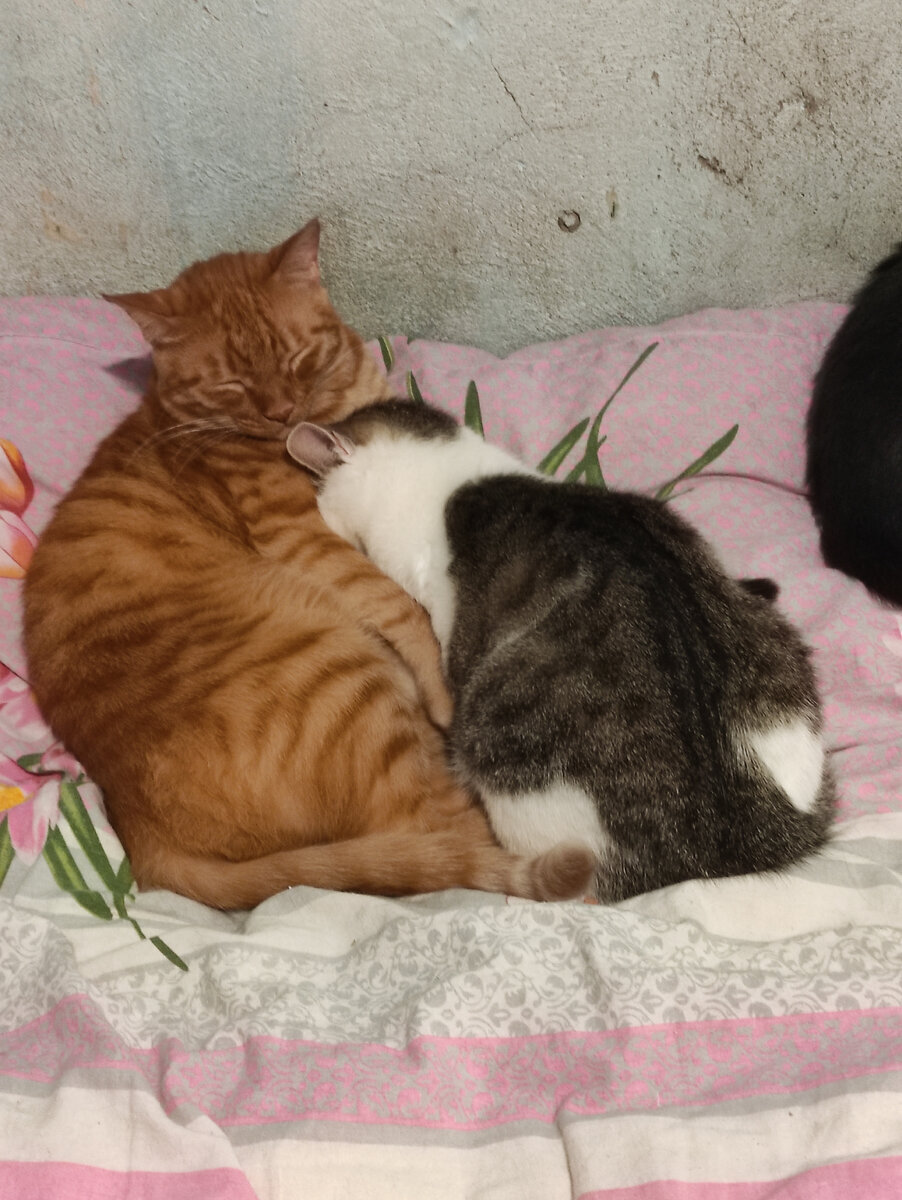 если не забрал заказ с ламоды