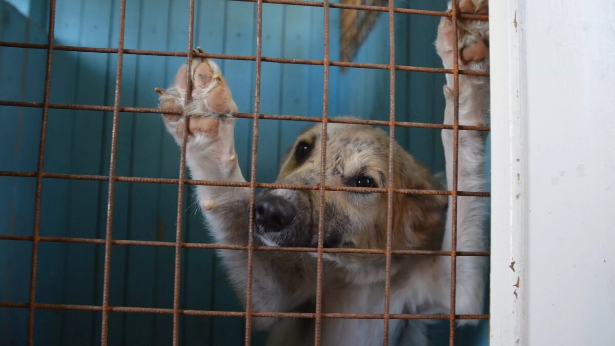     Животных отвозят в приют минимум на 21 день. Там собак стерилизуют, обрабатывают от паразитов и чипируют.