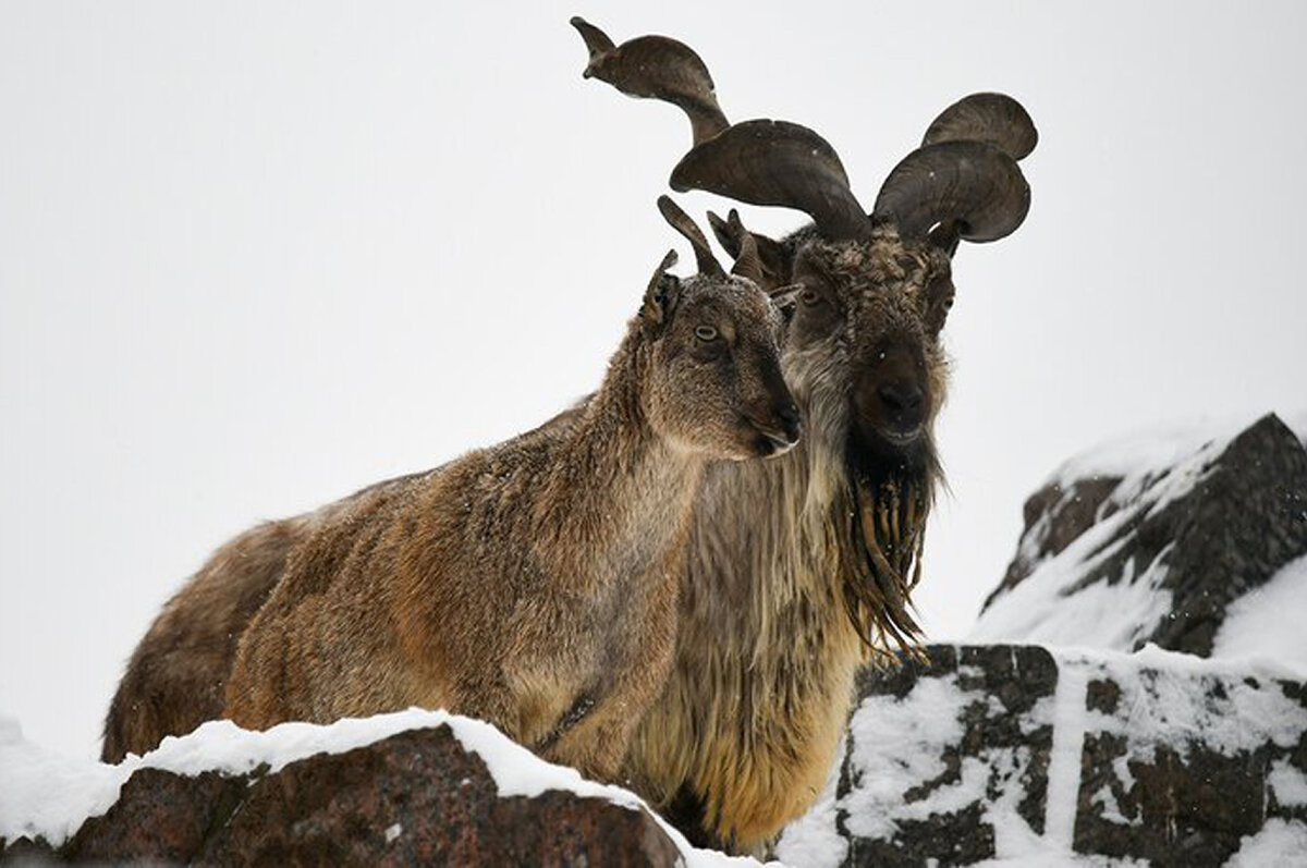 Зоопарк режим работы 2023. Приглашение в зоопарк дизайн. Московский зоопарк. Зоопарк ижевск. Зоопарк режим работы 2023.