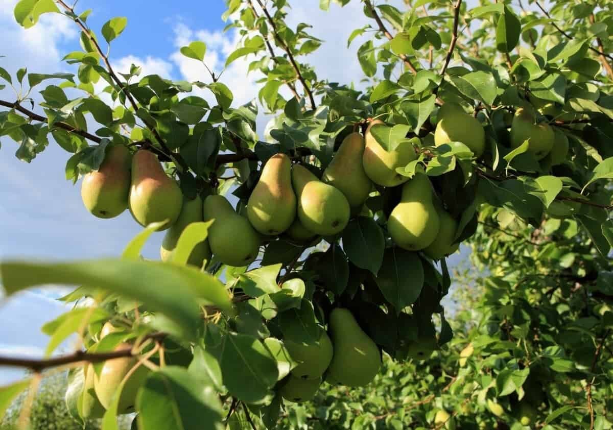Груша бере боск. Сорт груши маисян. Сорт груши семеренко. Какой сорт груши хороший. Груша бере жиффар.