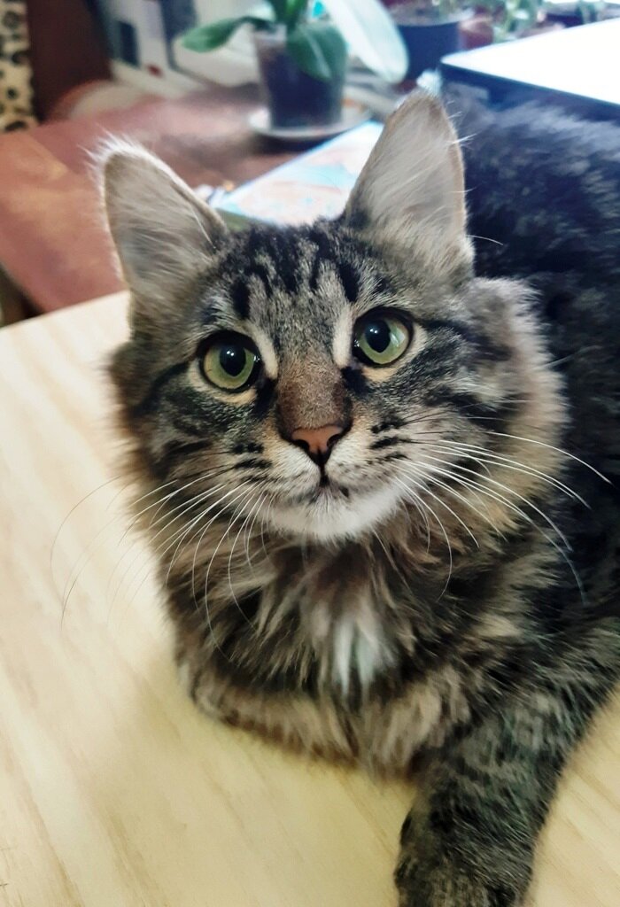 Кузенька, Кузя, Кузьма, он же - Кузьмич.