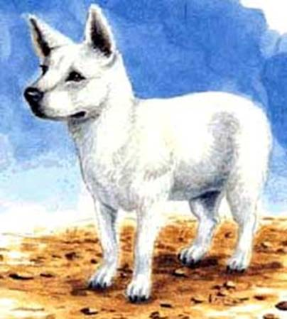 История породы началась, когда на Гаваи полинезийцы завезли местных собак, что произошло около тысячи лет назад. Генетические исследования новозеландской собаки кури, которая считается предком пои, показали, что ее происхождение — Индонезия.