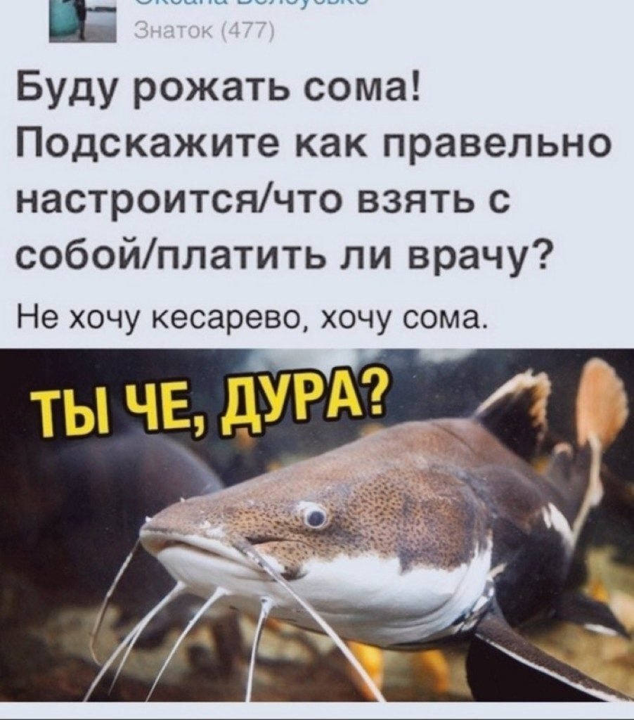 Рожают дуры