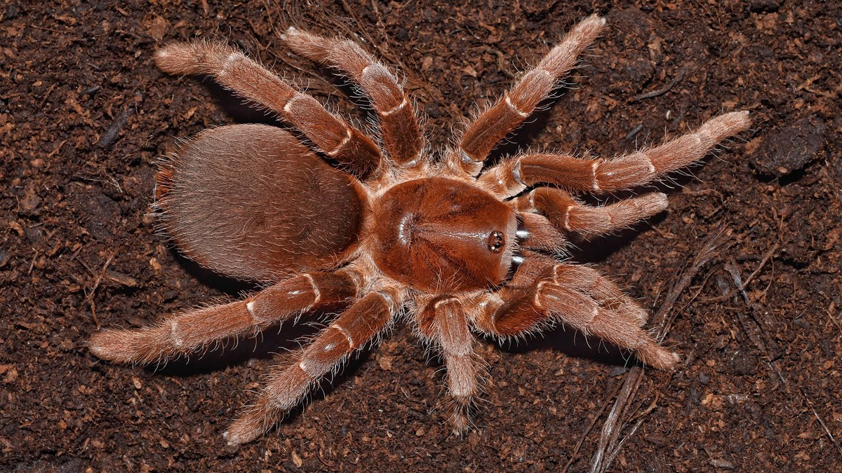 веселый паучок. инси винси паучок. добрый паучок. паучонок лукас. паучок и его удивительные друзья мультсериал 2021.