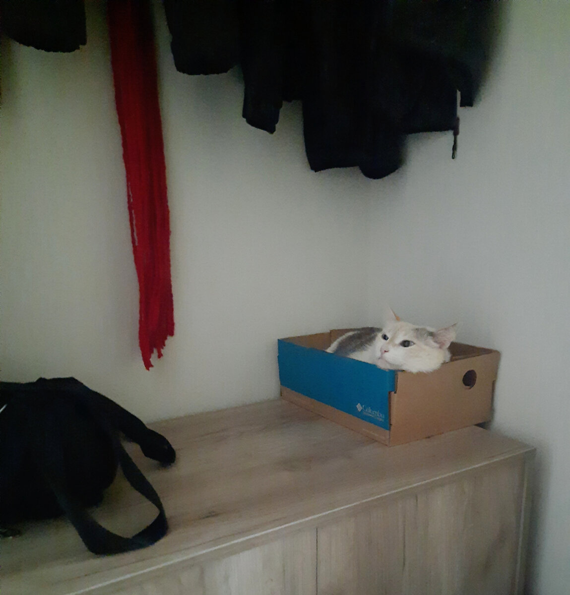 В своей любимой коробке :)