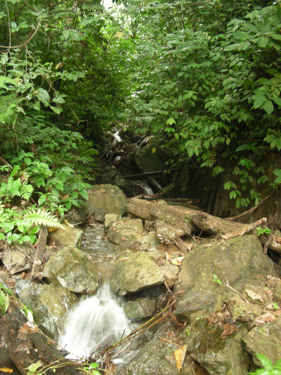 Огромное везение во время реконгсценировки найти ручей, совпадающий с нужным направлением. Иначе без мачете не пройти. Правда, вдоль ручья растёт "желатан" - жалящее дерево.