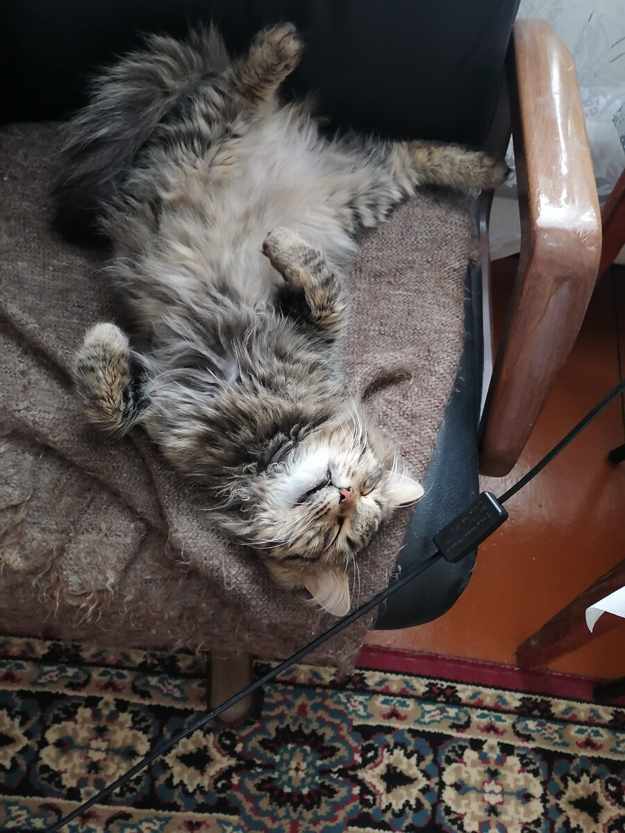 А это мой Басенька. Нагонялся на улице, отдыхает.