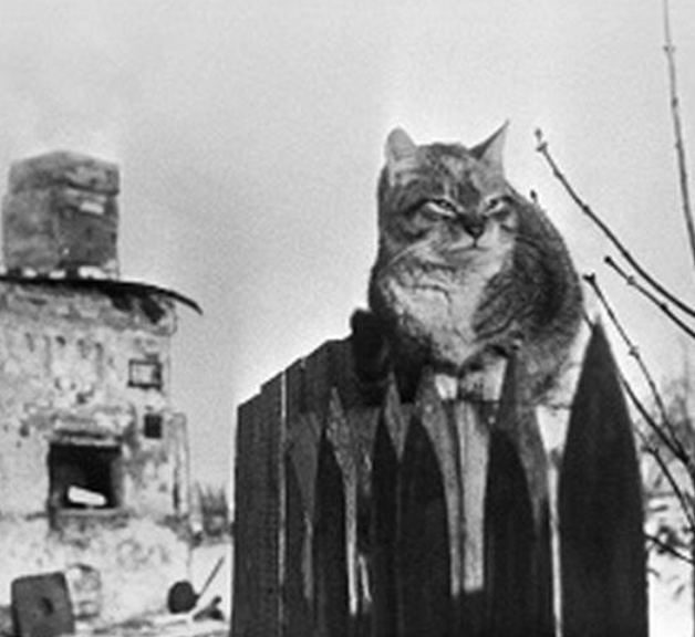 сегодня ленинградцы плачут. ленинградцы текст. дети блокады песня. ведь мы же с тобой ленинградцы. стихи про великую отечественную войну и блокаду.