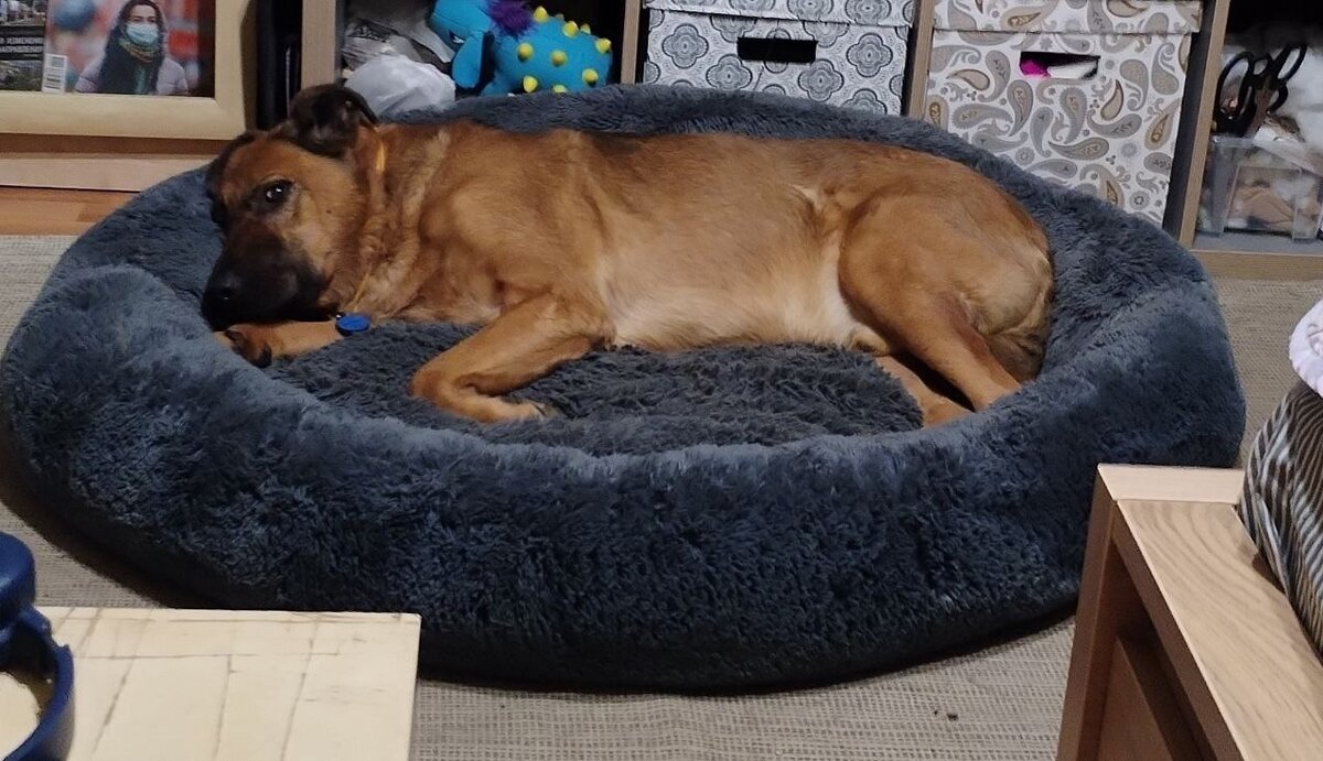 Простое чудо текст. Просто чудо елочка сл и муз л. Простое чудо текст. Чудо это определение для сочинения. Простое чудо текст.