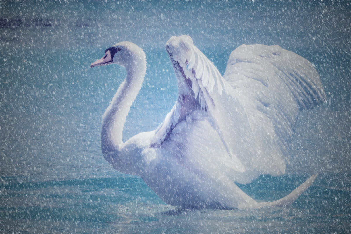 Изображение: http://get.pxhere.com/photo/water-bird-wing-ice-snowing-swan-vertebrate-beautiful-water-bird-snowflakes-wind-wave-767093.jpg