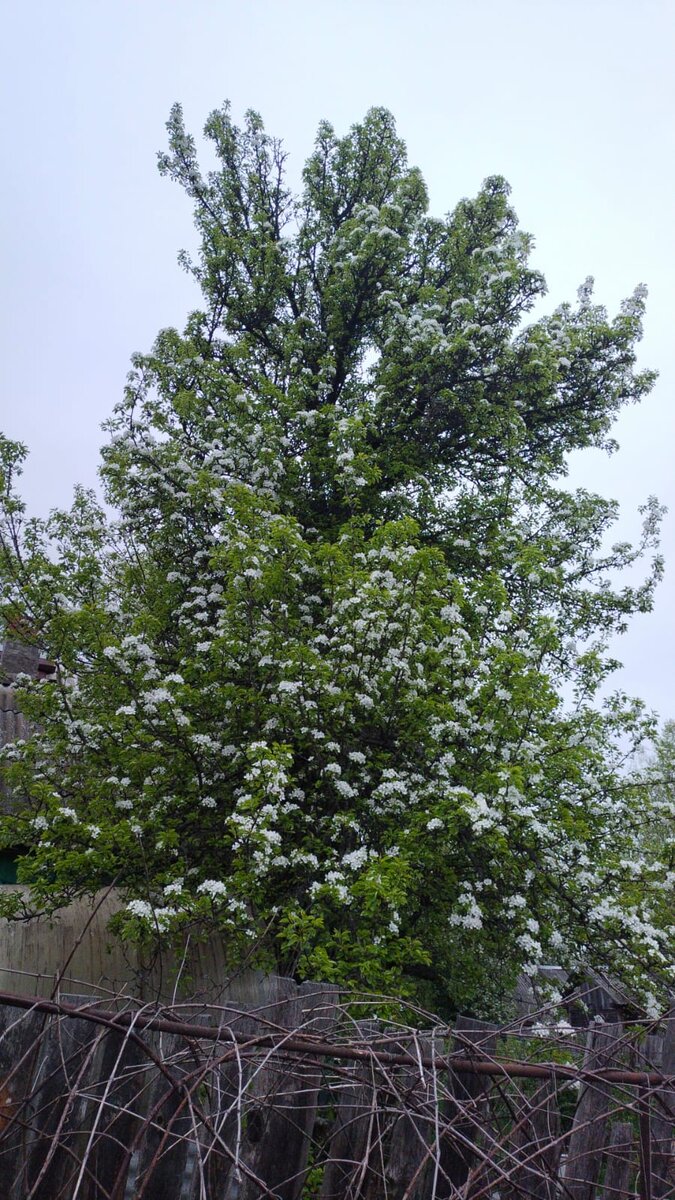 Начинаем собирать сразу после цветения 