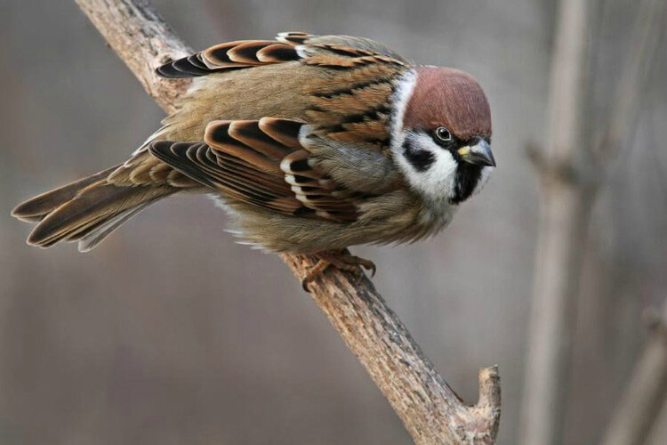 Полевой воробей (Passer montanus) — один из самых распространенных видов этого семейства.
