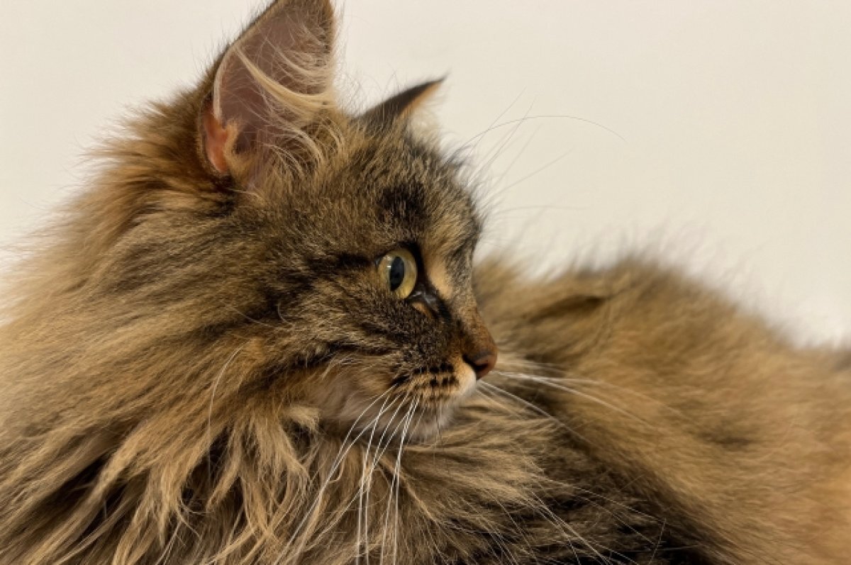    Тюменский ветеринар объяснила, почему коты могут грызть волосы хозяина