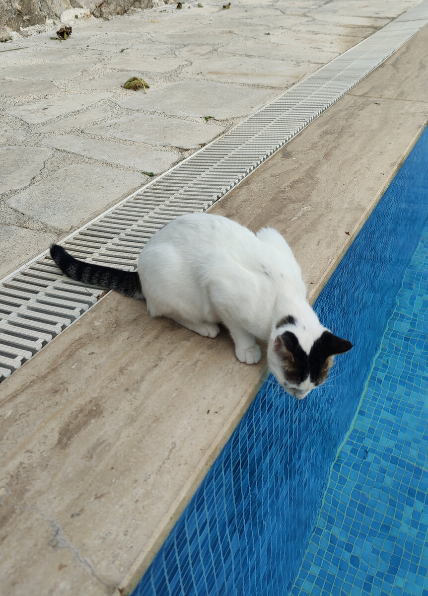Утренняя кошка у бассейна.