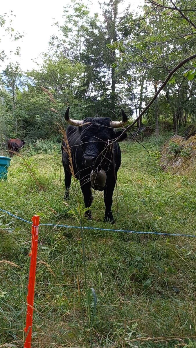 Есть вот такие, вороного окраса)