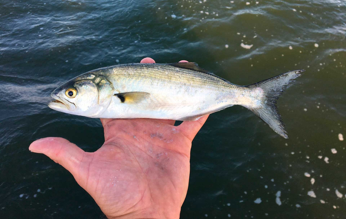 Фото с сайта: http://fishingjournal.ru/articles/ribi_morskie/lufar/lufar.jpg