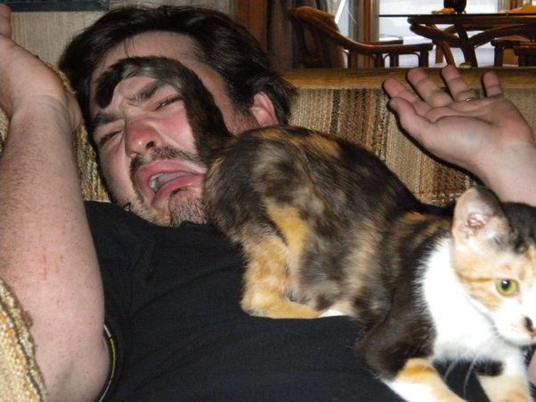 Зачем гладить кошек. Как правильно гладить котенка. Где можно гладить кошку. Где+можнотгладить+кота. Как правильно гладить кошку.