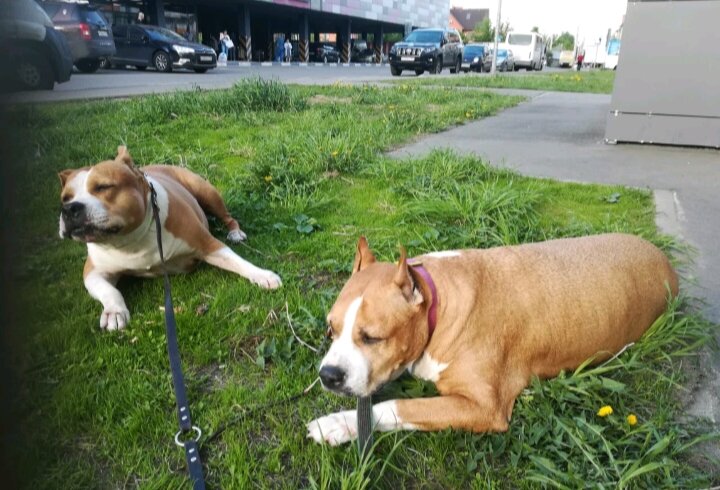 вязка уличных собак