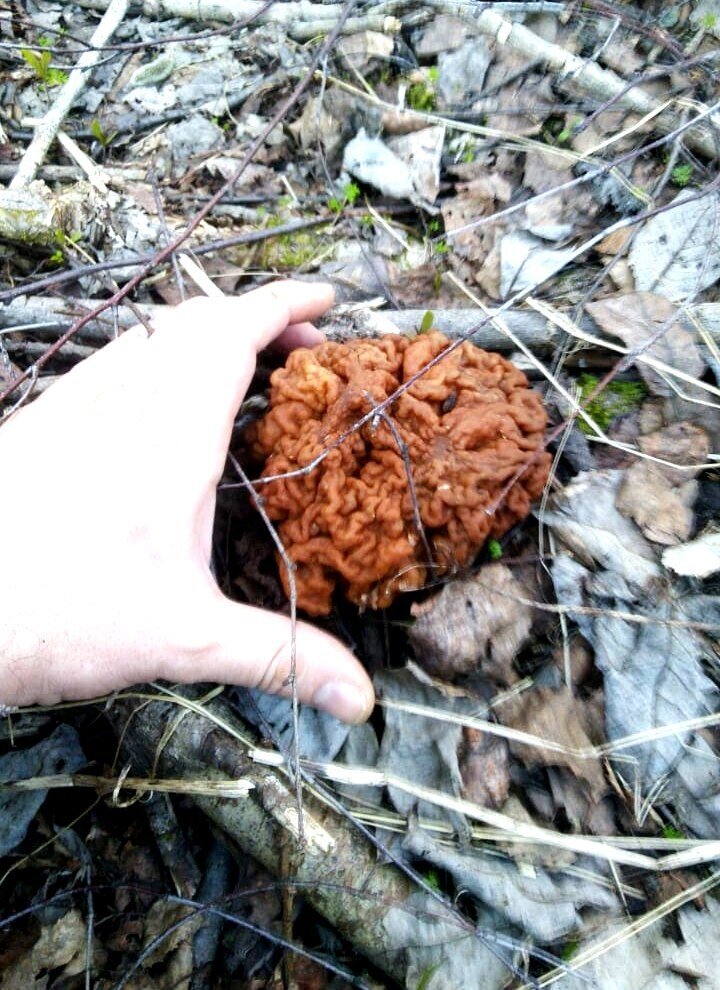 Много грибов. Истории грибников. Подосиновик на даче. Истории грибников. Грибы в лесу.