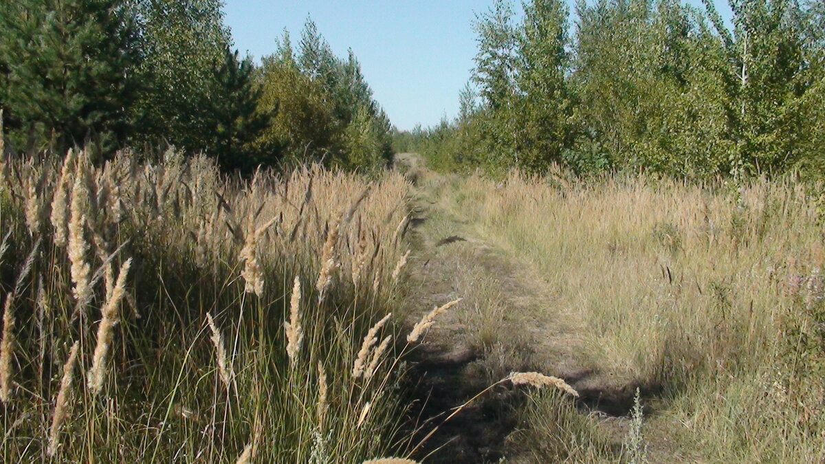 Лесная дорога. Фото автора )