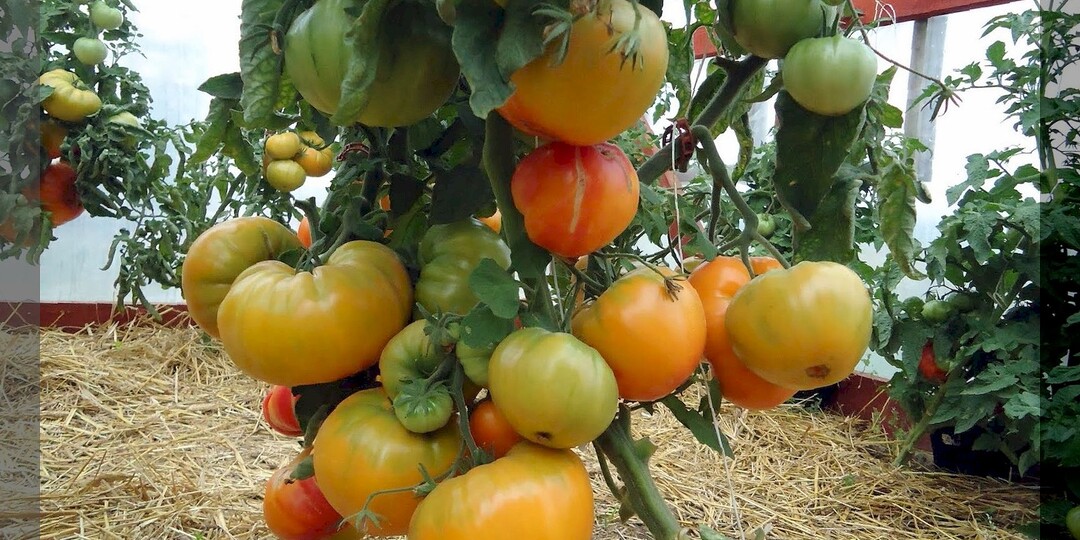 15 сортов и гибридов томатов, богатый урожай с которых получат даже начинающие дачники: томаты которые подойдут любому огороднику