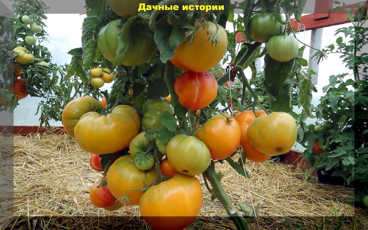 https://vk.com/photo-159774511_457263840. Томат  "Загадка природы"