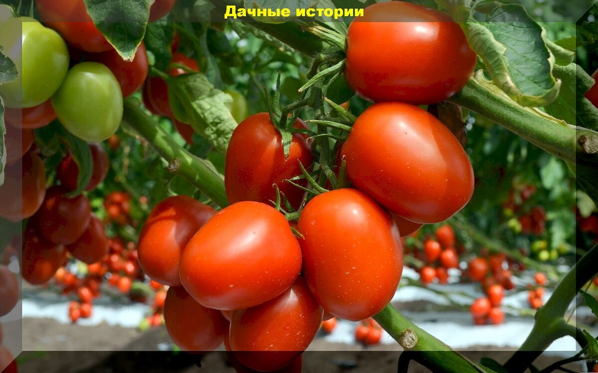 https://vk.com/photo-159774511_457263841. Томат "Де Барао"