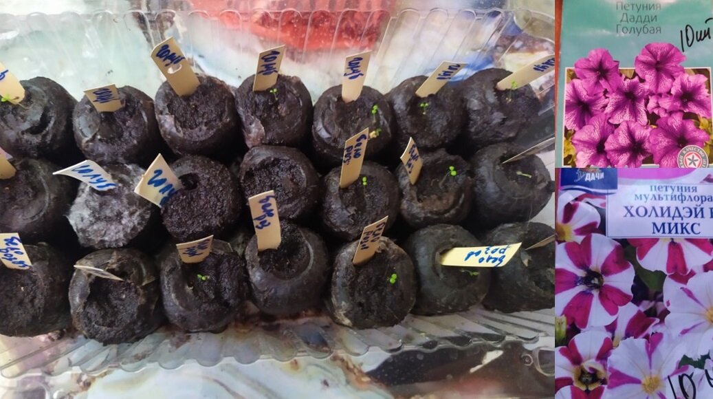 Здесь два сорта