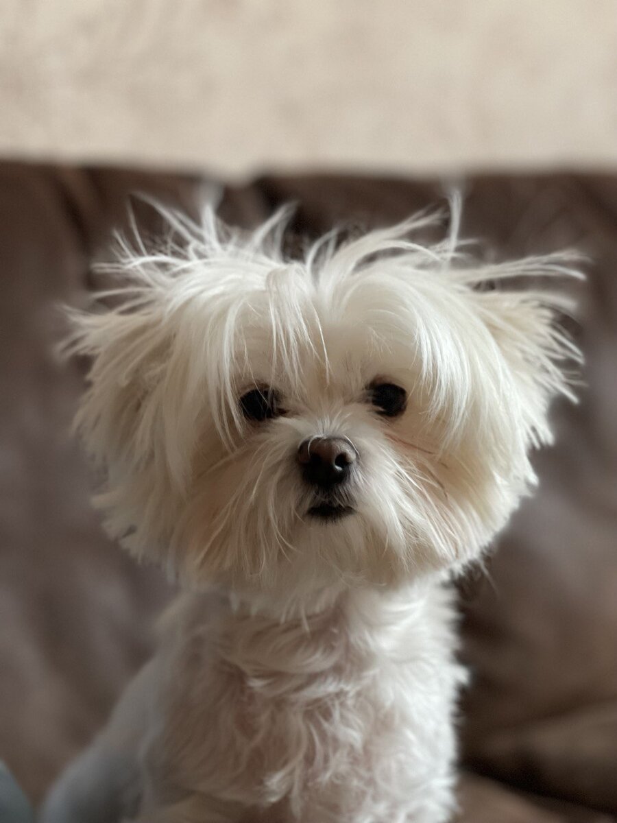 Шерсть требует ухода