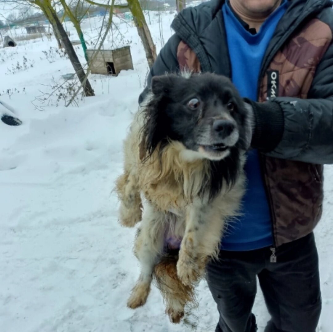 Нам его показали и его проблему тоже. Отлов его успел кастрировать