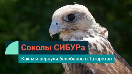 Соколы СИБУРа: как мы вернули балобанов в Татарстан