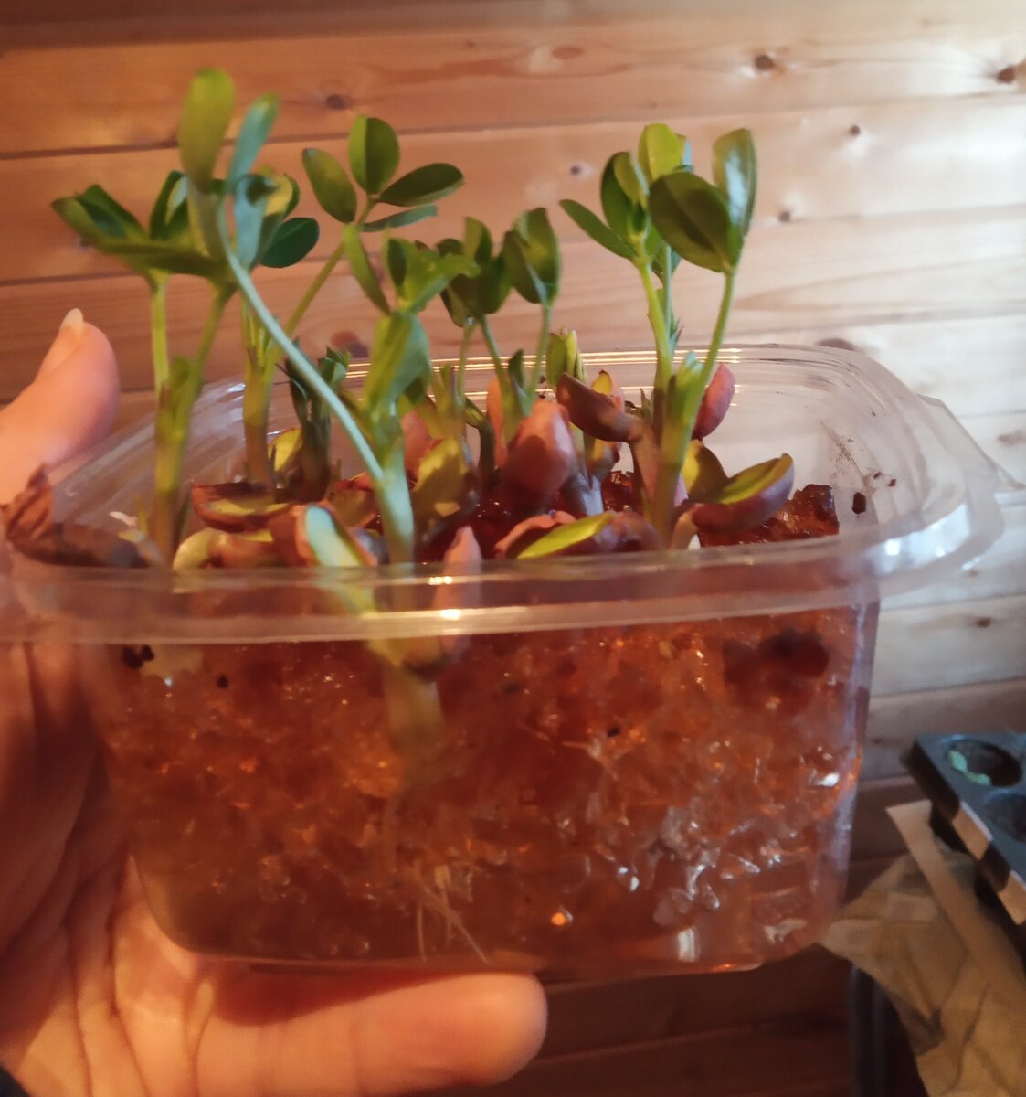 Было интересно наблюдать как они всходят!