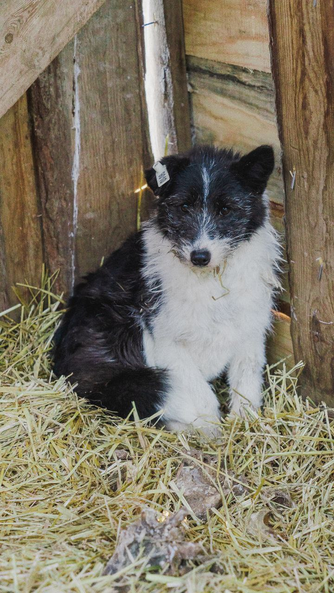 ВЫ ПОМОЖЕТЕ НАМ СОГРЕТЬСЯ ПОЖАЛУЙСТА!🙏🏻 | Приют Возрождение в Улан-удэ ...