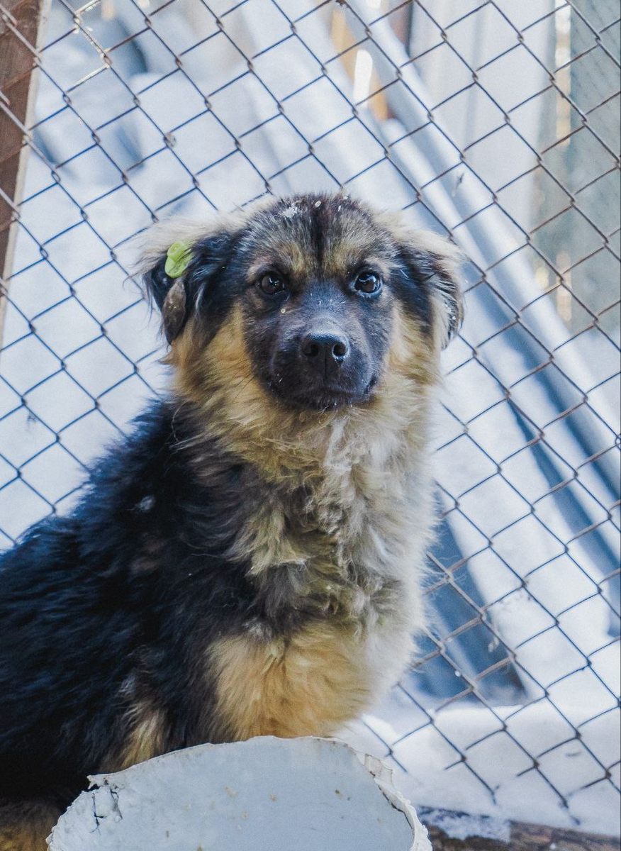 ВЫ ПОМОЖЕТЕ НАМ СОГРЕТЬСЯ ПОЖАЛУЙСТА!🙏🏻 | Приют Возрождение в Улан-удэ ...